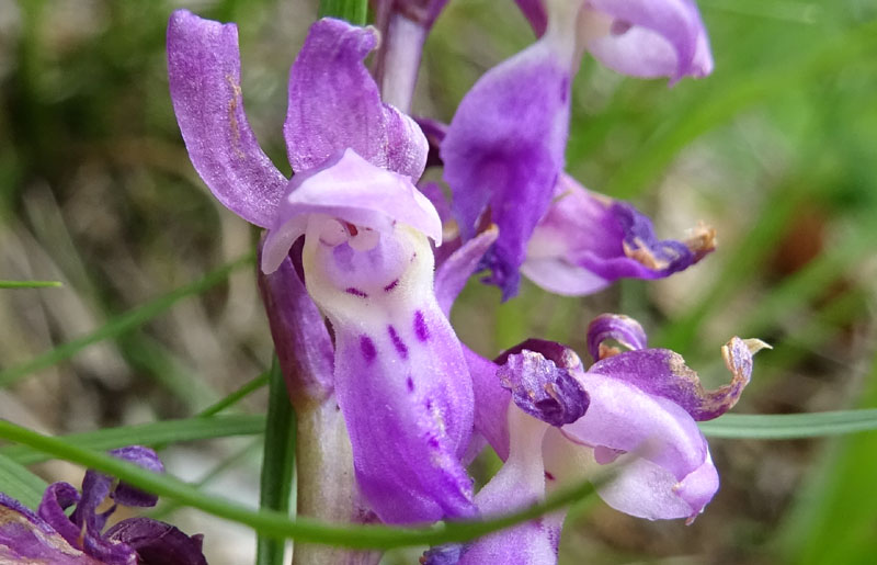 Orchis mascula subsp. speciosa